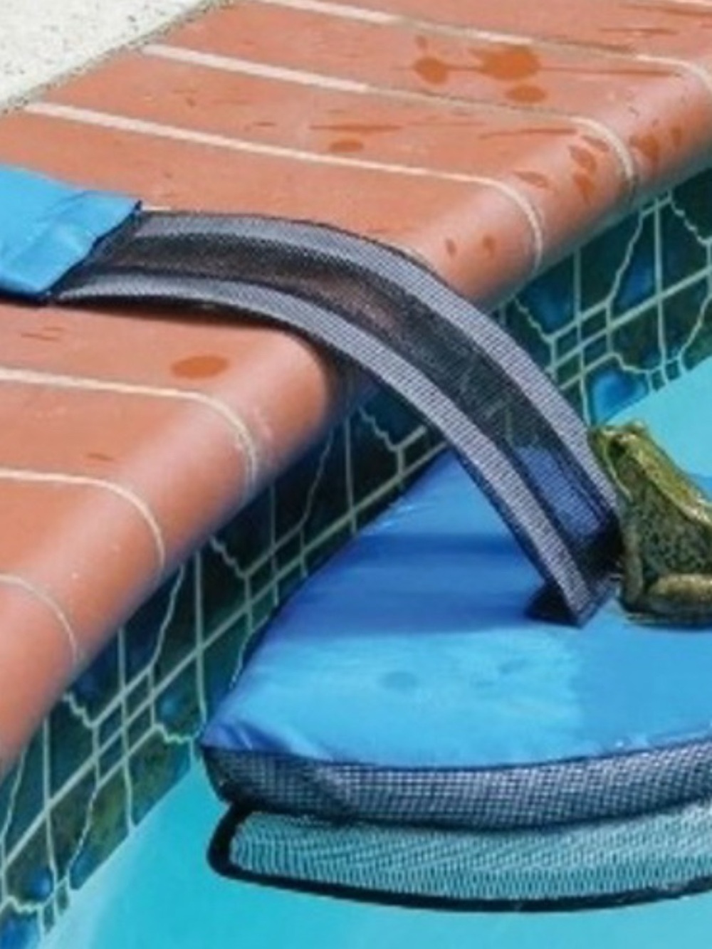 Pool Escape Ramp for Frogs,squirrels